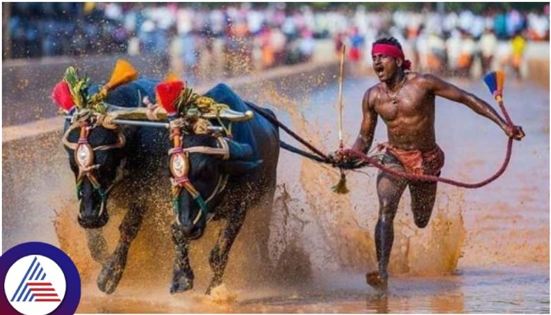 Bengaluru Kambala
