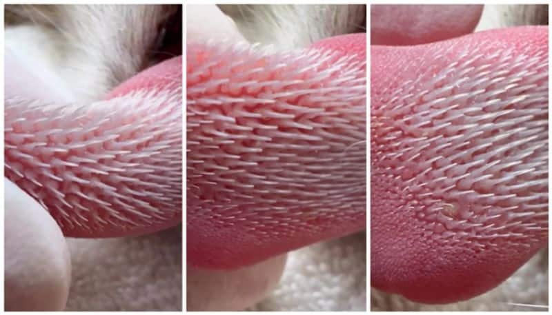 video of cat tongue close-up went viral bkg 