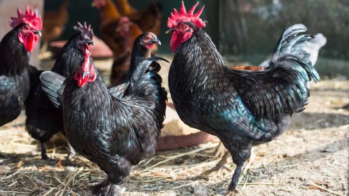 kadaknath cock