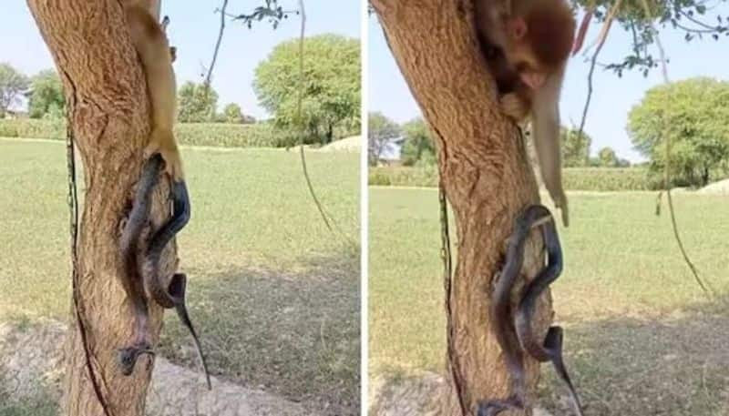 monkey playing with cobra then this is happened rlp