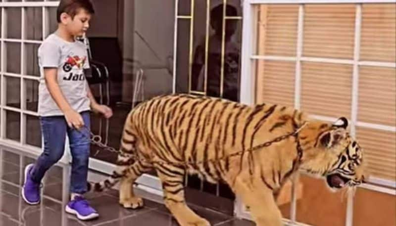 boy walking with a tiger social media criticizing the video rlp