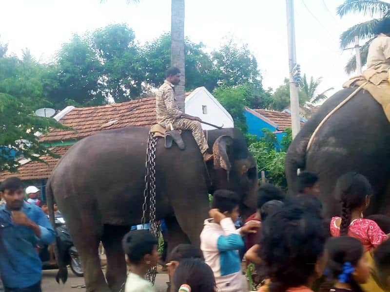 Nanjangudu  Operation with elephant to capture tiger snr