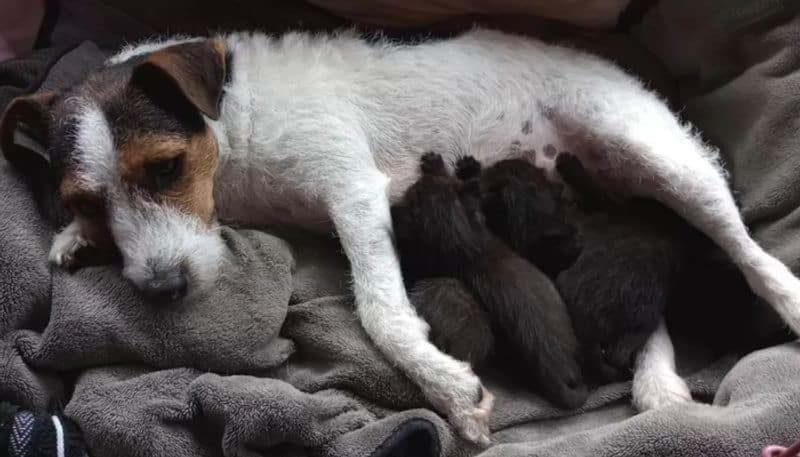 dog become foster mum to abandoned kittens etj