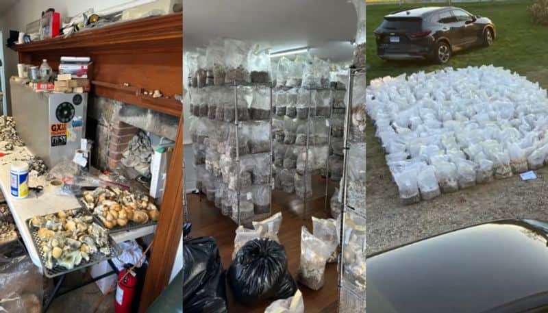 21 year old man held for 71 crore worth magic mushrooms cultivation and drug factory etj