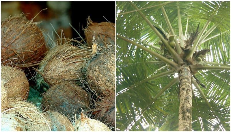 Groundwater that has sunk to the bottom: hardship for coconut farmers snr