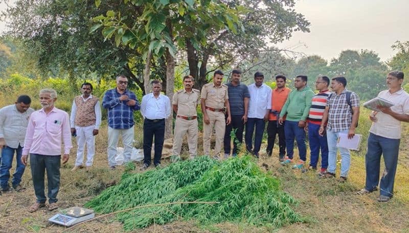 Two Arrested For Marijuana Crop at Aurad in Bidar grg 