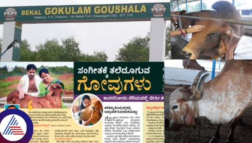 ಕೇರಳದ ಗಡಿನಾಡಿನ 'ಗೋಕುಲಂ' ಗೋಶಾಲೆಯಲ್ಲಿ ಸಂಗೀತಕ್ಕೆ ತಲೆದೂಗುವ ಗೋವುಗಳು