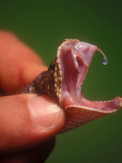 Snake venom addiction