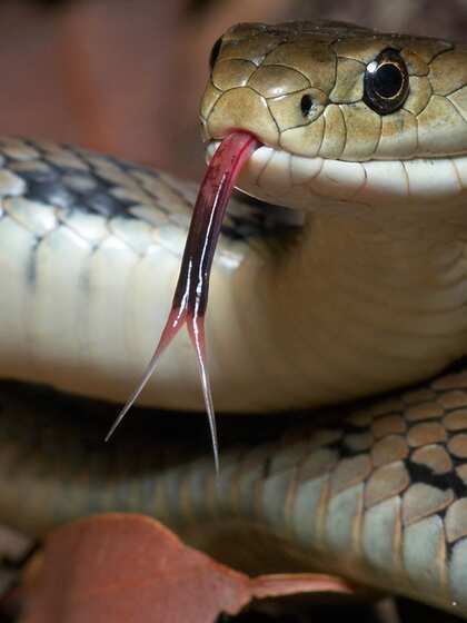 Neurotoxic venom