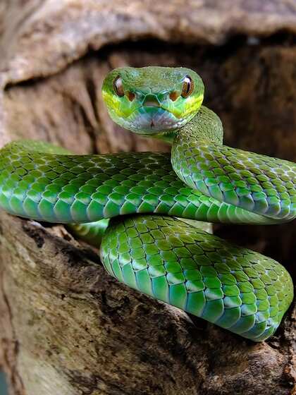 Hemotoxic venom