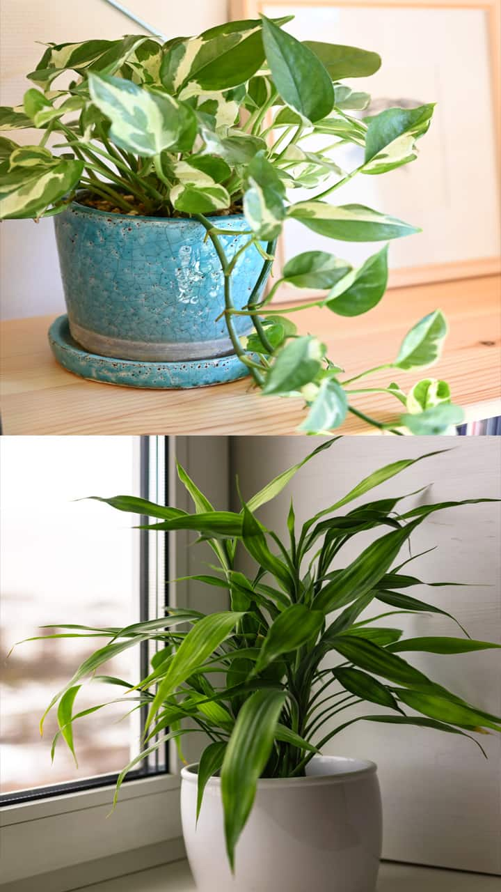 7 lucky plants to keep inside your living room RBA EAI