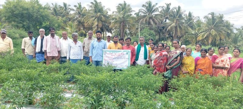 This is a boon for the farmers who grow chillies snr