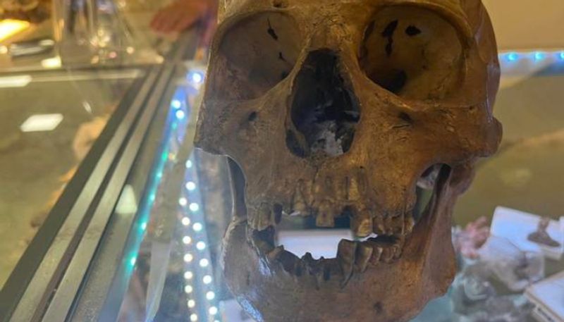 human skull found in Halloween section thrift store etj