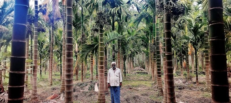 Farmers Get good Income from Areca snr