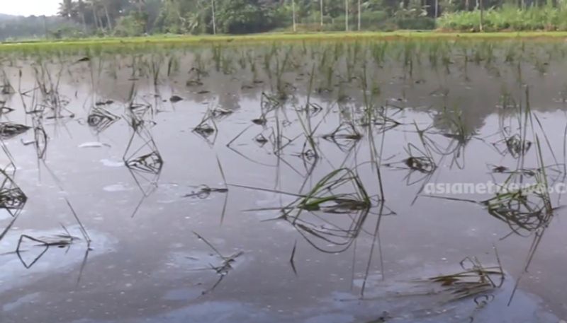 paddy field heavy rain 25 acre lost SSM 