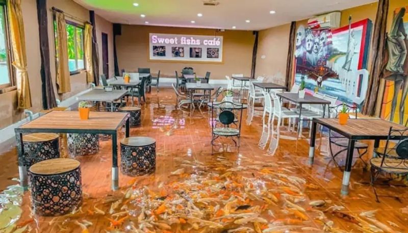 cafe where customers dined in ankle deep water filled with fish watch the video