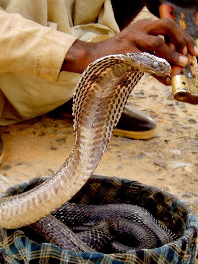 In Namakkal district, a car traveling on the road was shocked when a snake entered it vel