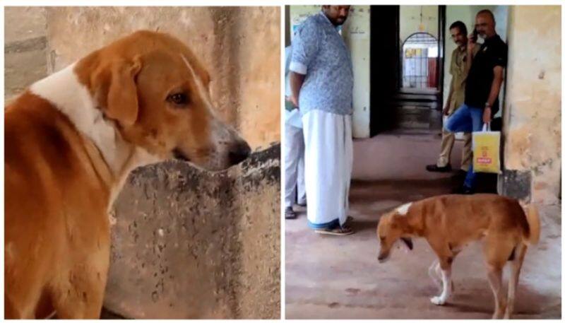 video of a dog waiting outside a mortuary for its dead master to return has gone viral bkg 