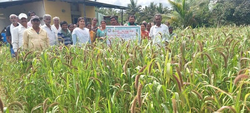 Millet  is Best Nutrient Source: It has health benefits snr