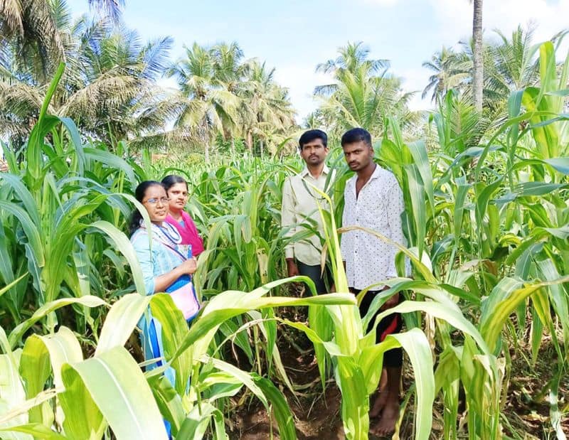 Advice to farmers to take precautionary measures to avoid disease in crops snr