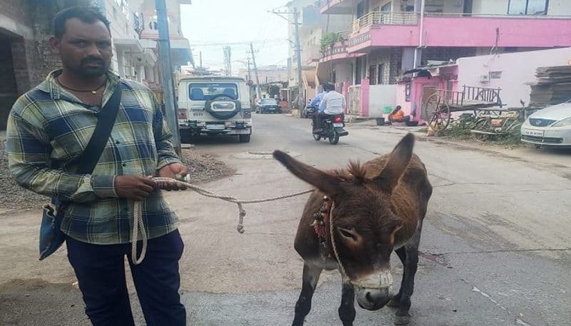 Huge demand for Donkey Milk in Vijayapura grg 