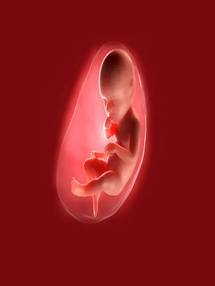fetus