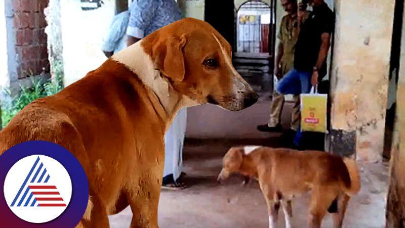 Dog Waiting Outside Mortuary For Dead Owner From Four Months roo