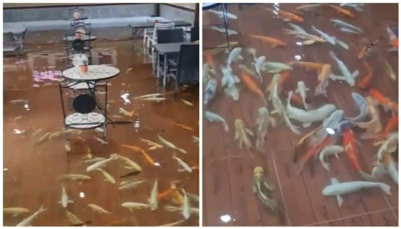 viral scenes of Bizarre Cafe Where Customers Dined In Ankle-Deep Water Filled With Fish bkg