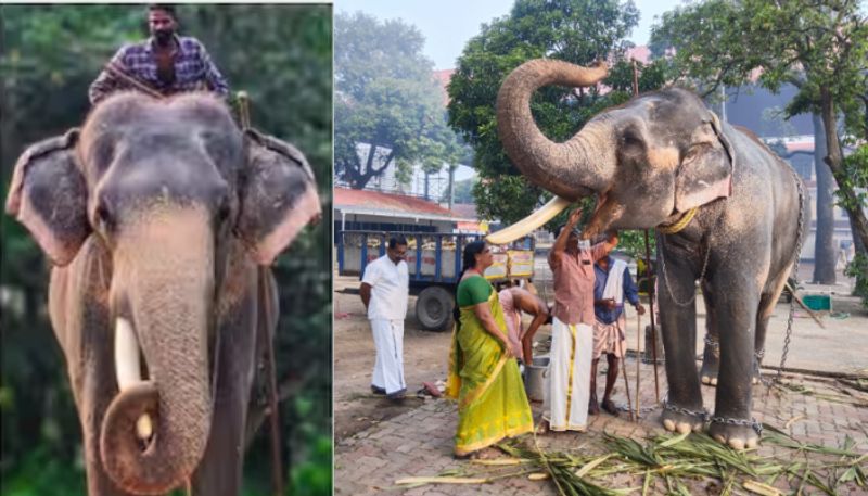 Guruvayur Devaswom Elephant Chandrasekharan killed Mahout while feeding food vkv