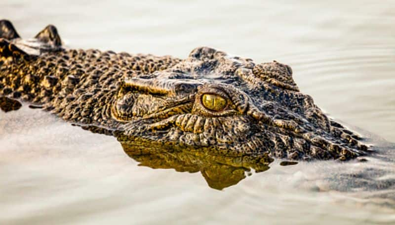 farmer survives crocodile attack by biting back on crocodiles eyelid etj