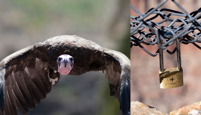 Grand Canyon warns lovers against leaving love locks at the park etj