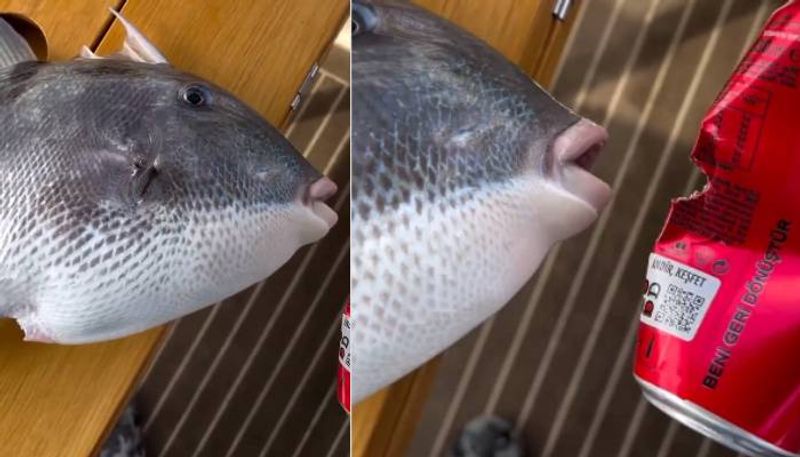 triggerfish with strong teeth cutting can rlp