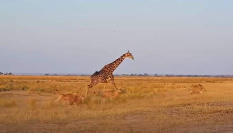 lions and giraffe who wins the battle rlp