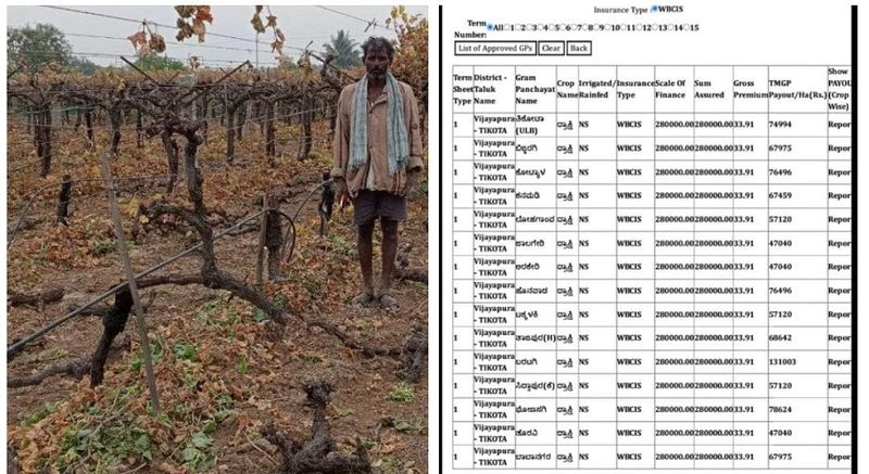 Insurance shock for Vijayapura Farmers who grew Grapes amid Drought gvd