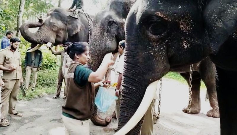 Wild elephant capture operation begins Three elephants involved gvd