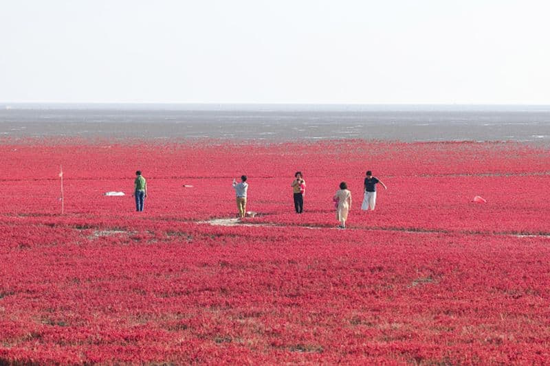 Known for its sandless Red Beach in China bkg