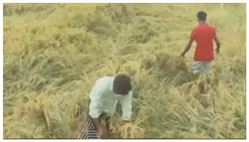 Paddy crop loss due to rain in Karnataka nbn