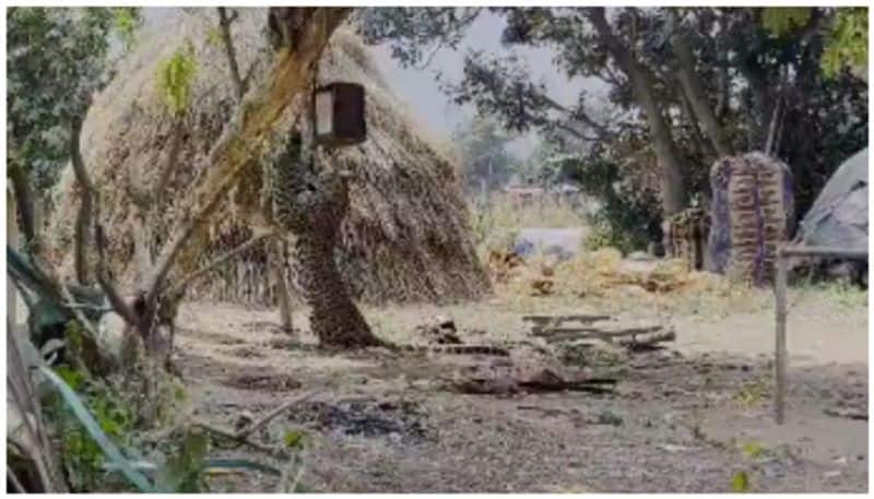 video of a leopard caught in a trap after going to catch a chicken is going viral bkg