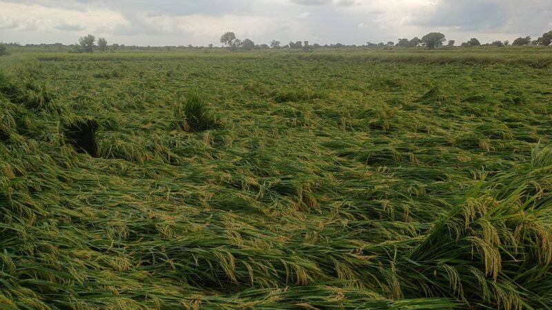 More than 500 acres of Paddy Crop Loss due to Rain in Yadgir grg  