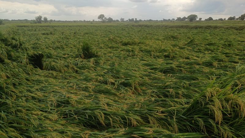 More than 500 acres of Paddy Crop Loss due to Rain in Yadgir grg  