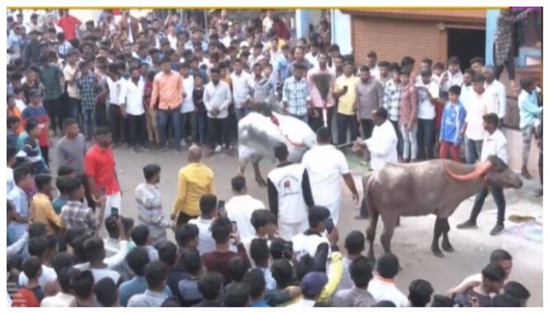 Diwali celebration by Gauli community in Belagavi nbn