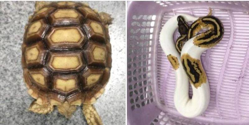 Customs confiscated rare species smuggled from Singapore to Coimbatore KAK