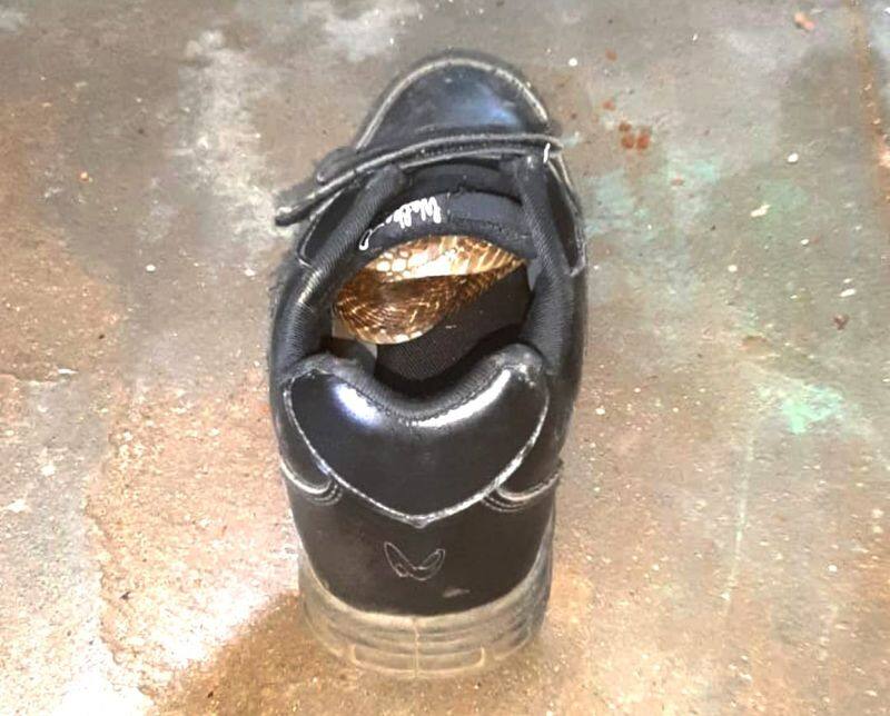 In Coimbatore, a snake hiding in a shoe was rescued! - People panic dee