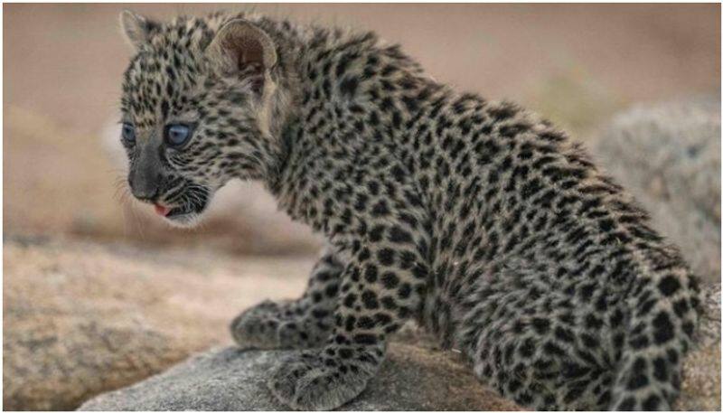 leopard roaming near kuthiraiyar forest area in dindigul district vel