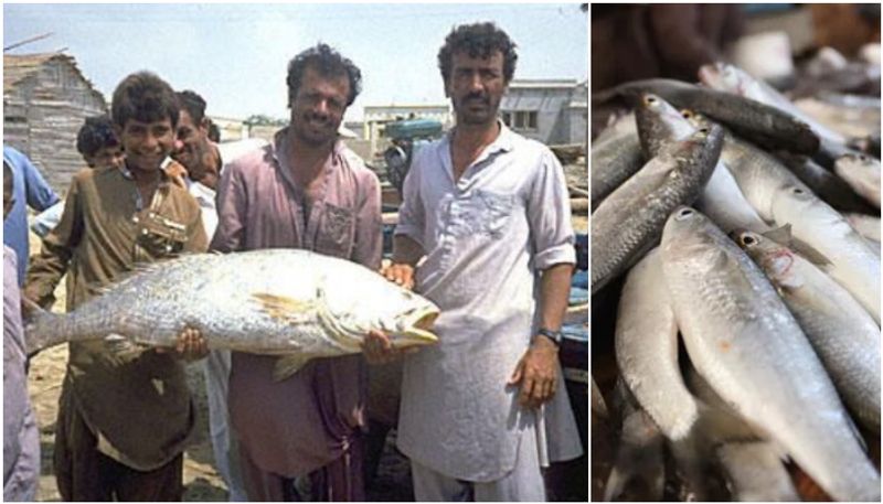 Pak Fisherman Becomes Millionaire Overnight After catching Rare Fish in Karachi sea prm 