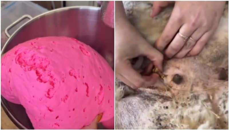 viral video in which chewing gum made of fat that taken from sheeps gland