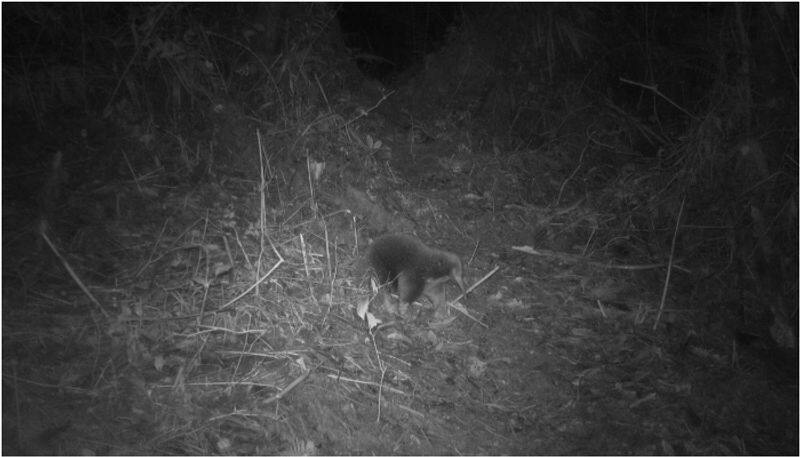 critically endangered egg laying mammal that hasnt been seen for more than 60 years  rediscovered etj