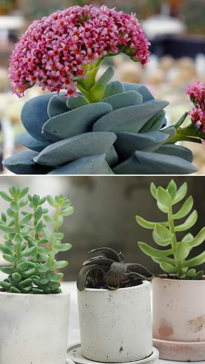 Confused About What To Gift This New Year? try these plants ram