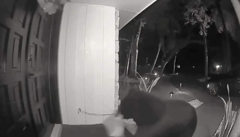 bear stole food from door step that ordered online etj