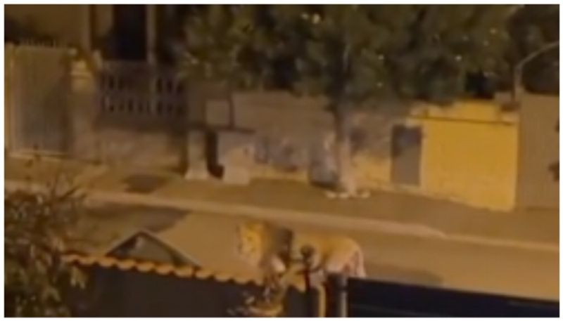 video of the lion that escaped from the circus walking on the road went viral bkg